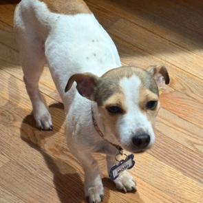 Enlarge Mosh, a Adoptable Chihuahua in Wake Forest, NC image 1/2