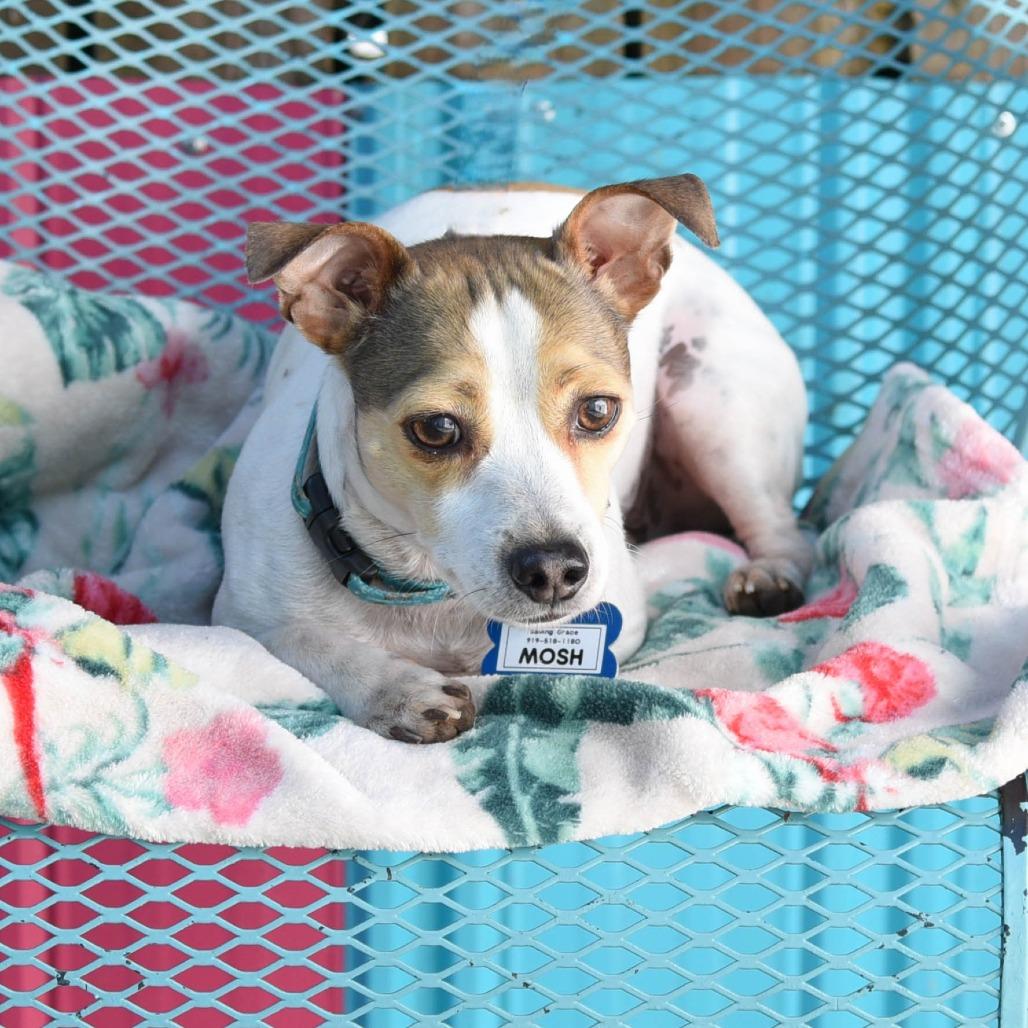 Mosh, Adoptable, Adult Male Chihuahua.