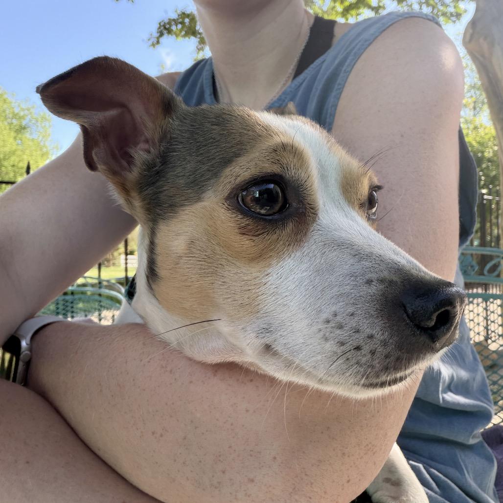 Enlarge Mosh, a Adoptable Chihuahua in Wake Forest, NC image 2/6