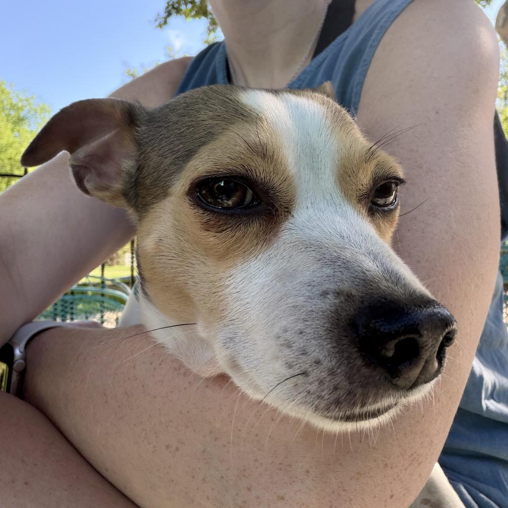 Enlarge Mosh, a Adoptable Chihuahua in Wake Forest, NC image 4/6