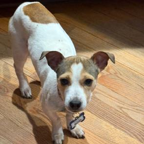 Enlarge Mosh, a Adoptable Chihuahua in Wake Forest, NC image 2/2