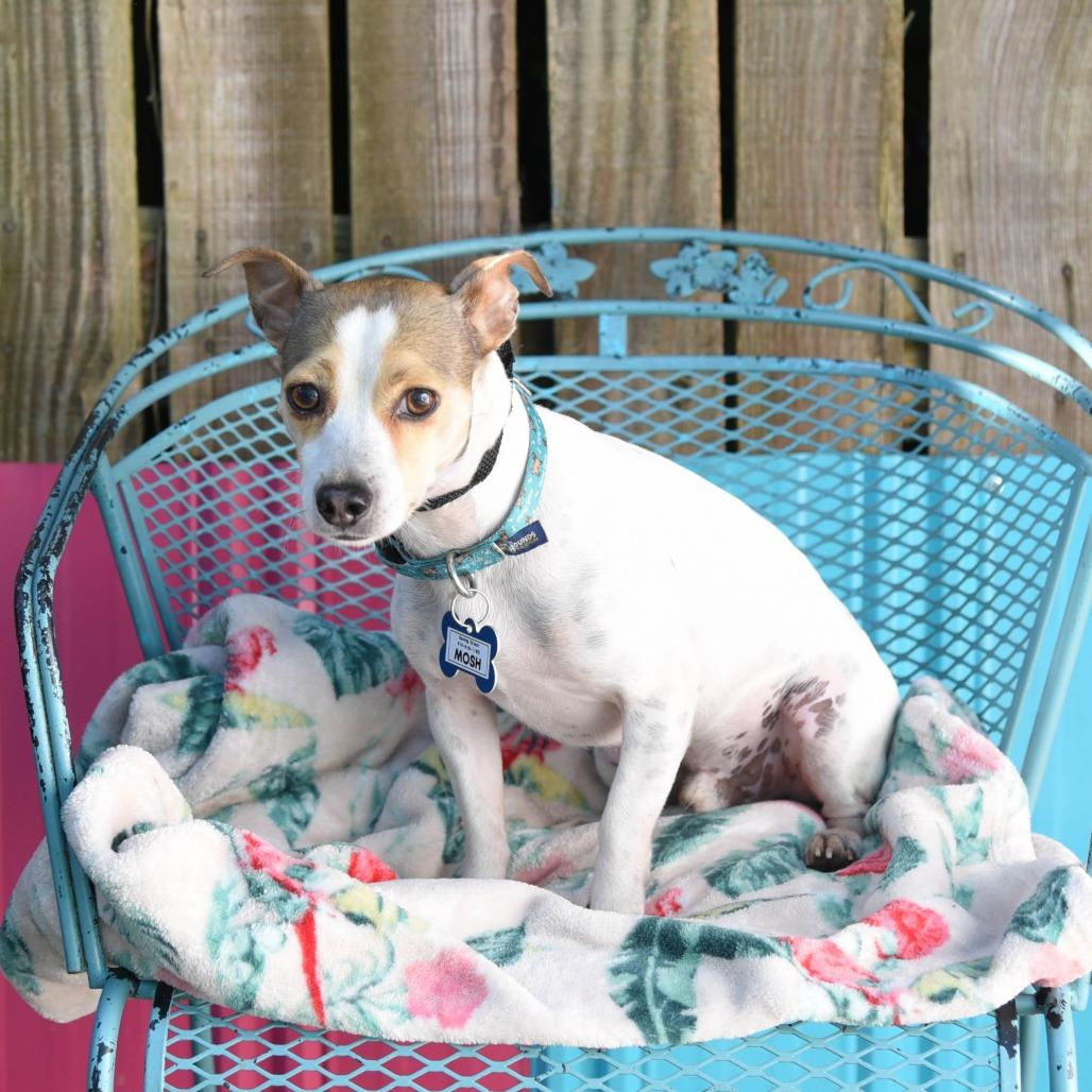 Enlarge Mosh, a Adoptable Chihuahua in Wake Forest, NC image 6/6