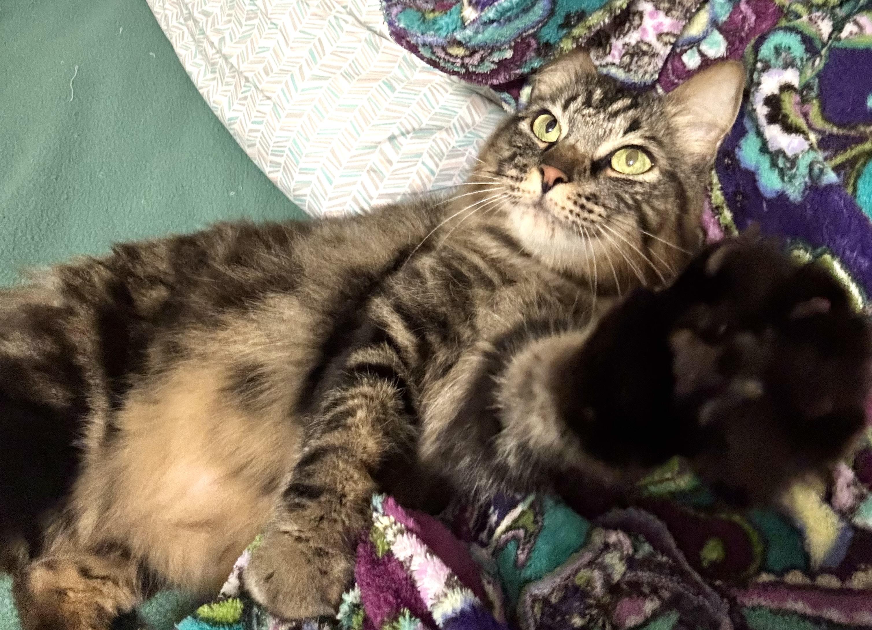 Cheerios, Adoptable, Adult Male Domestic Medium Hair.