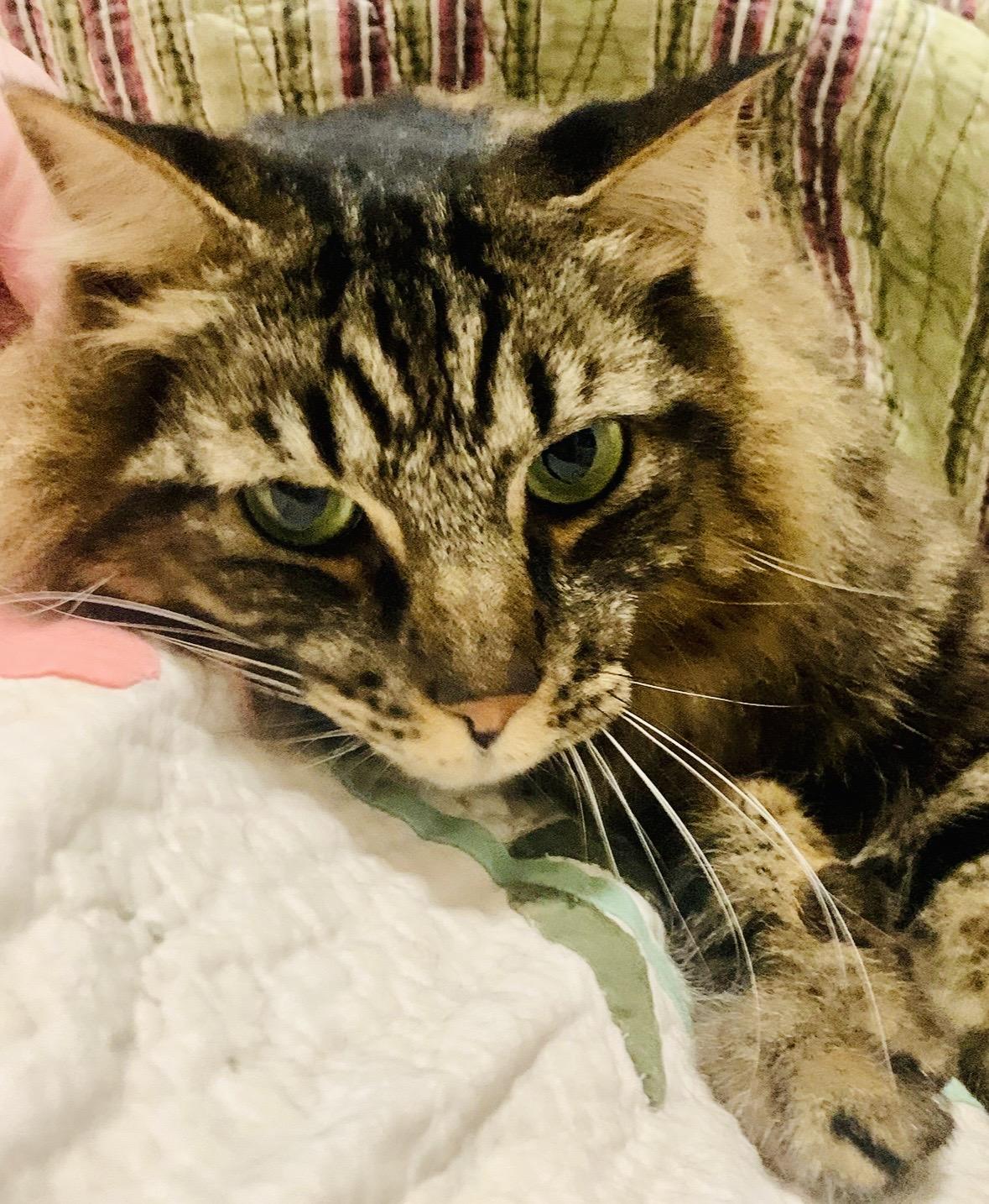 Enlarge Cheerios, a Adoptable Domestic Medium Hair in Wasilla, AK image 2/3
