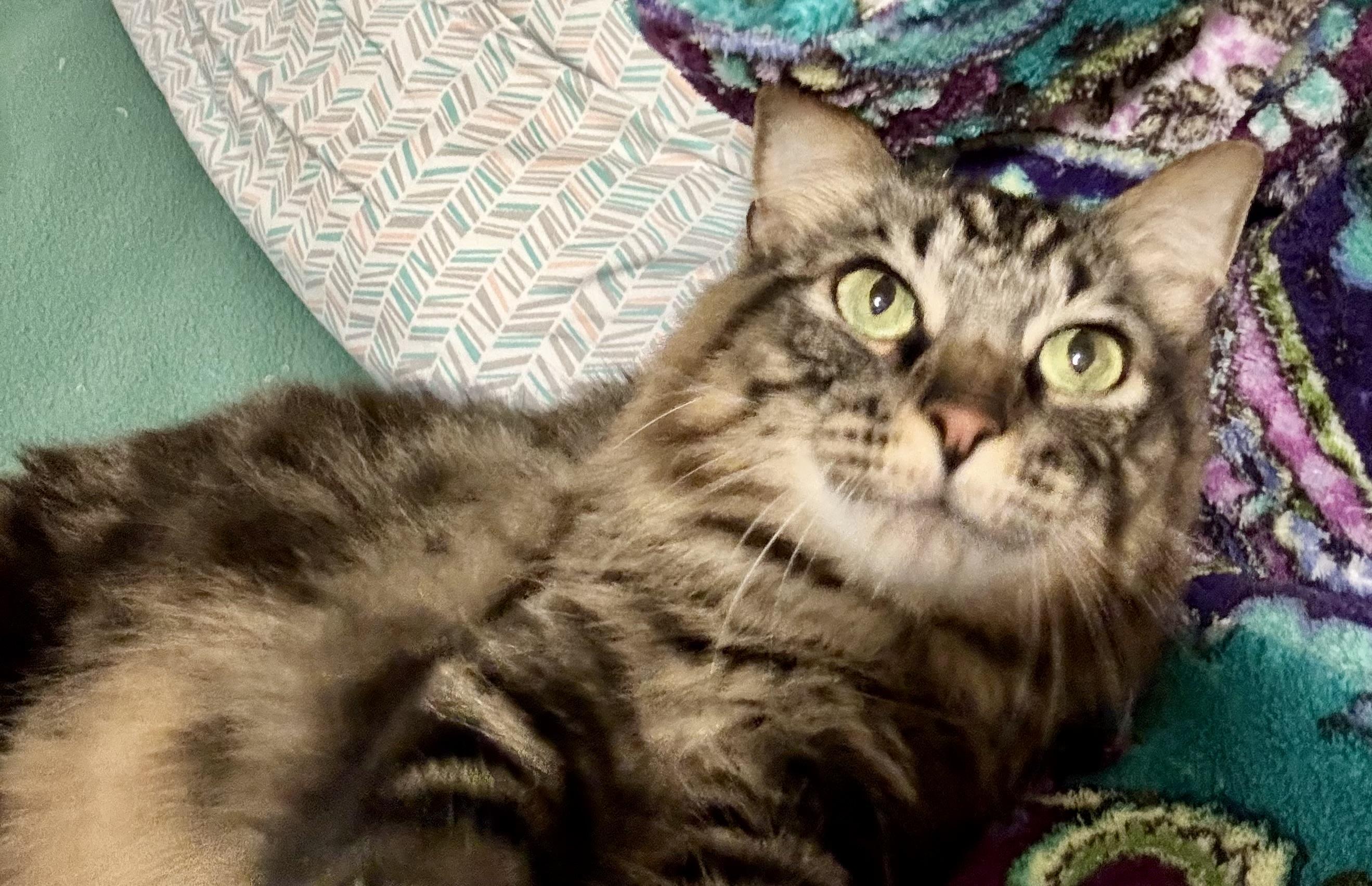 Enlarge Cheerios, a Adoptable Domestic Medium Hair in Wasilla, AK image 3/3