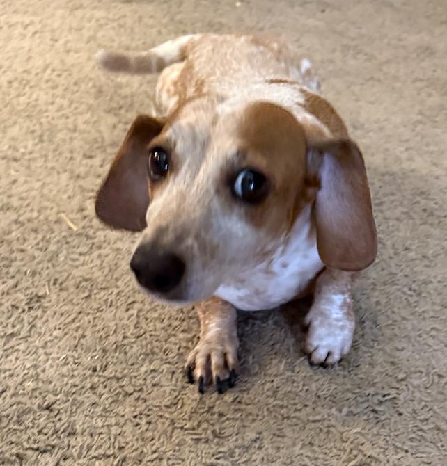 Petunia, a Adoptable Dachshund in Arlington, TX image 1/4