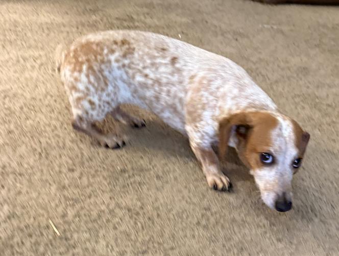 Petunia, a Adoptable Dachshund in Arlington, TX image 2/4