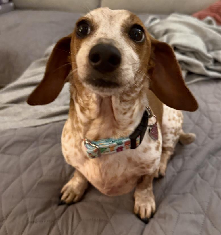 Petunia, a Adoptable Dachshund in Arlington, TX image 3/4