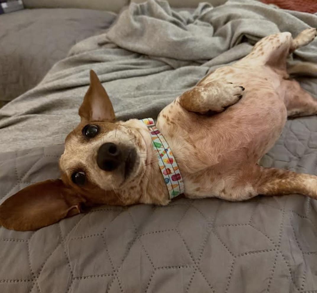 Petunia, a Adoptable Dachshund in Arlington, TX image 3/4