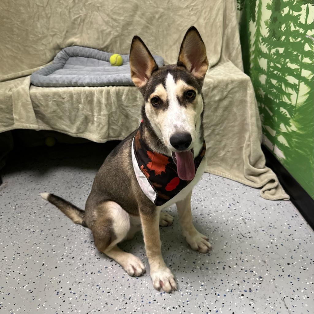 Beefsteak, Adoptable, Puppy Male Husky.