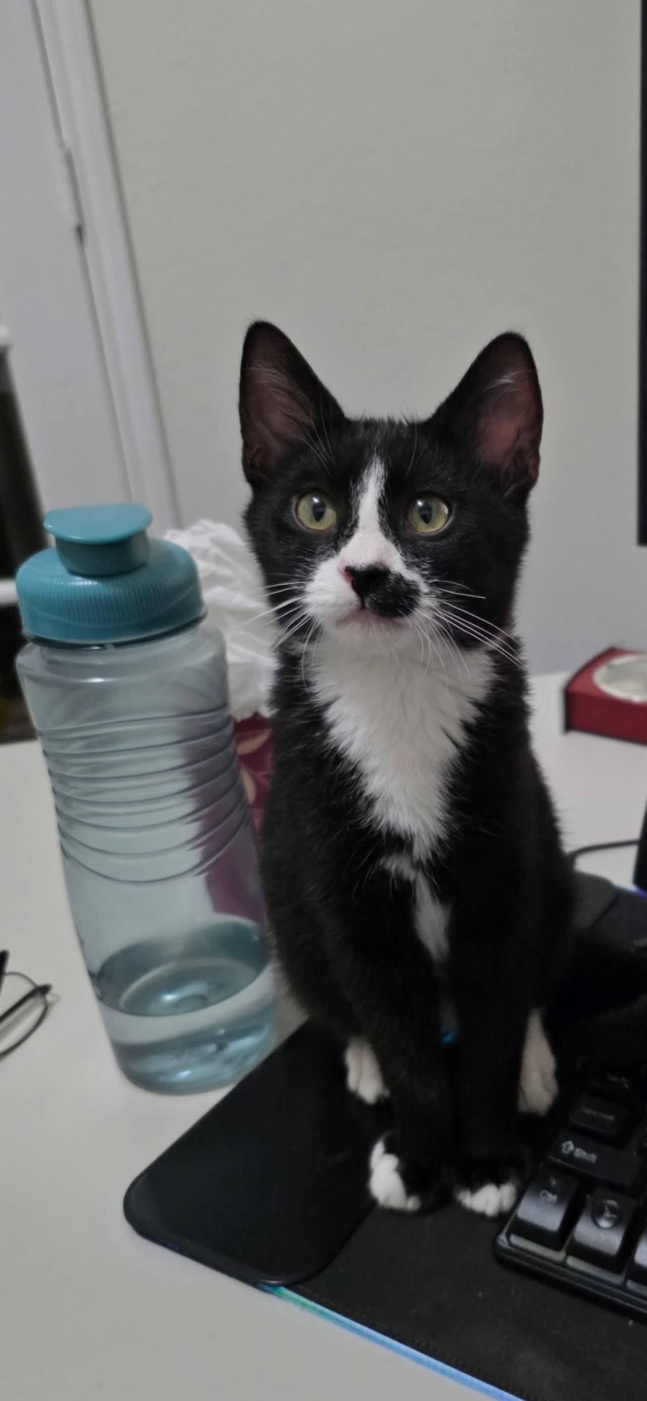 Smudge, ADOPTABLE, Young Male Domestic Short Hair.