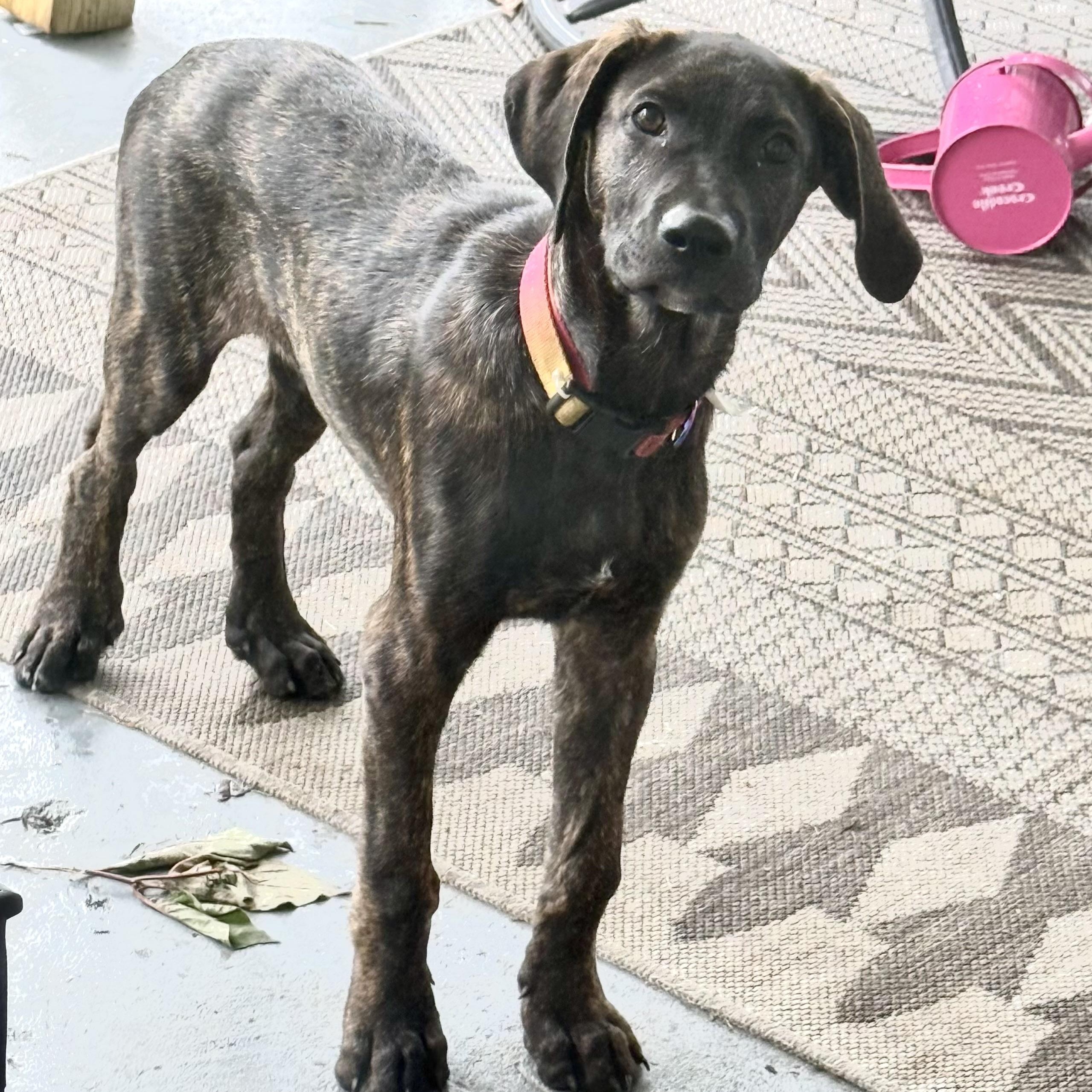 Doc Plott Hound Dog
