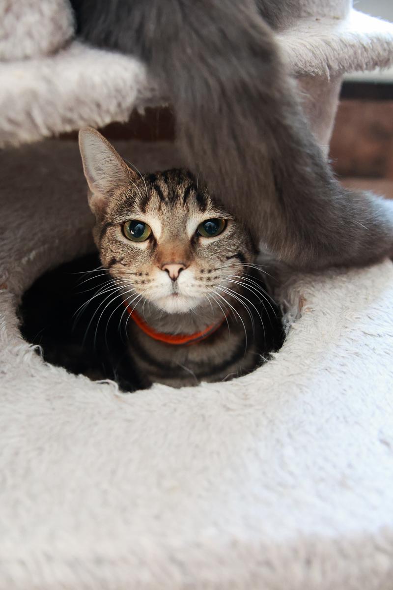 Enlarge Echo, a Adoptable Domestic Short Hair in Loogootee, IN image 2/2