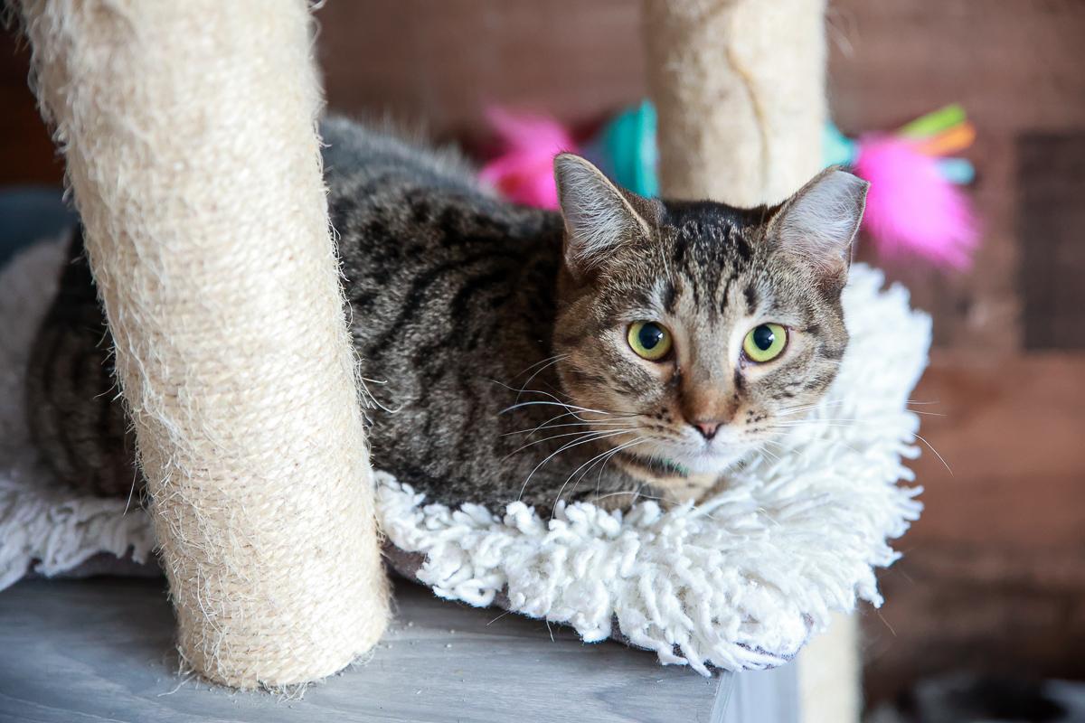 Echo, Adoptable, Young Female Domestic Short Hair.
