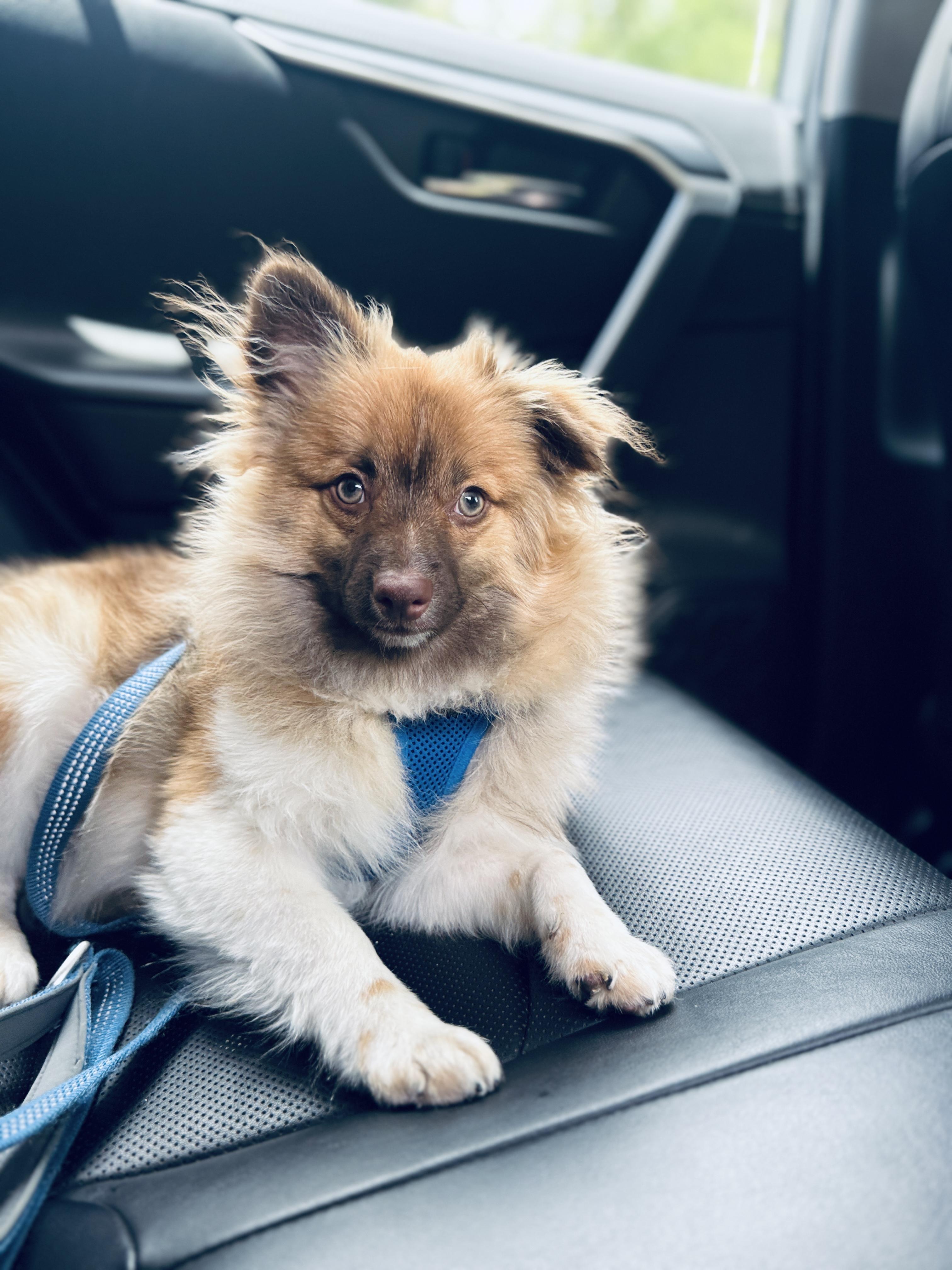 Enlarge Benny, an adopted Pomeranian in New York, NY image 1/4