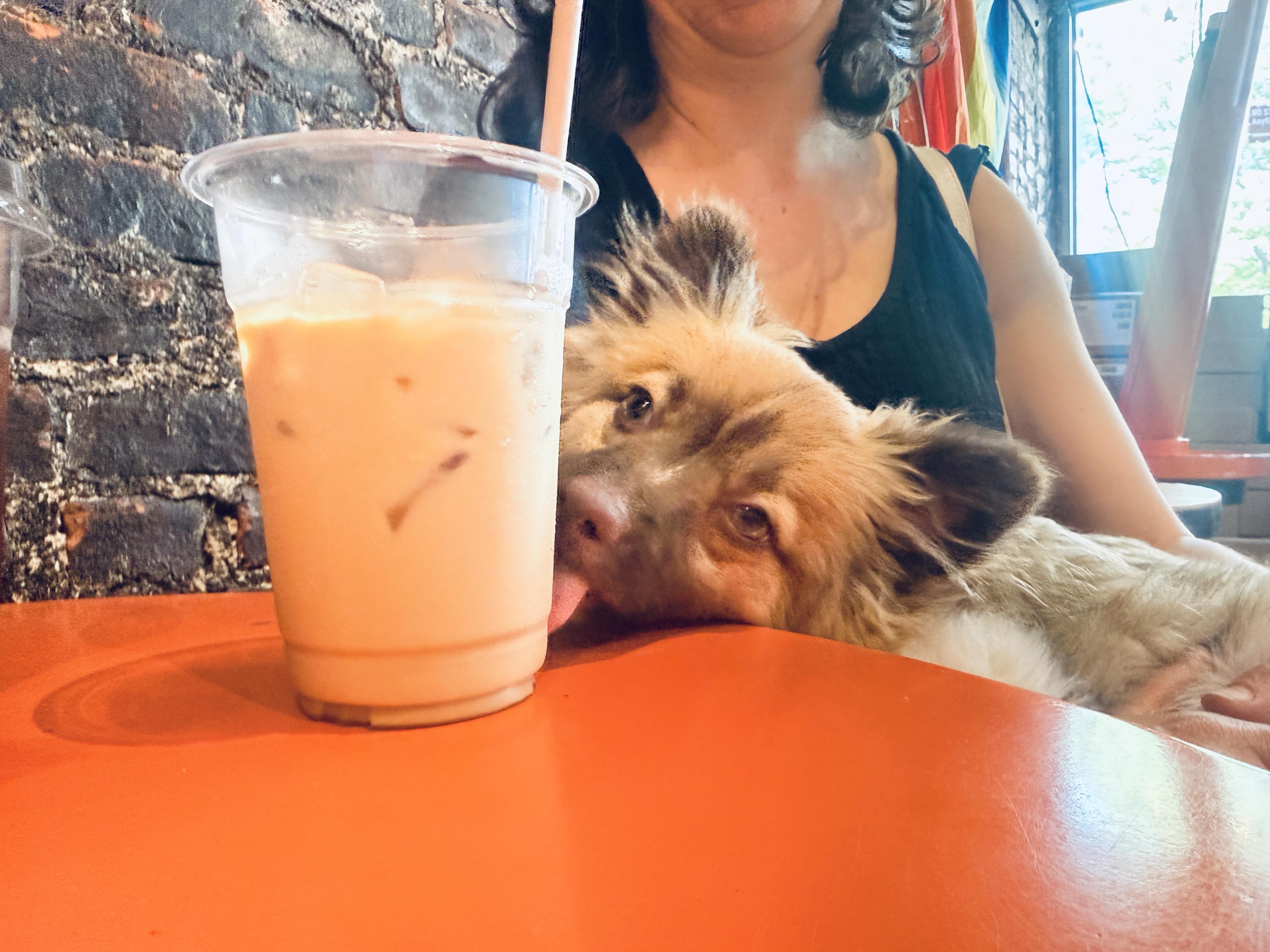 Enlarge Benny, an adopted Pomeranian in New York, NY image 4/4