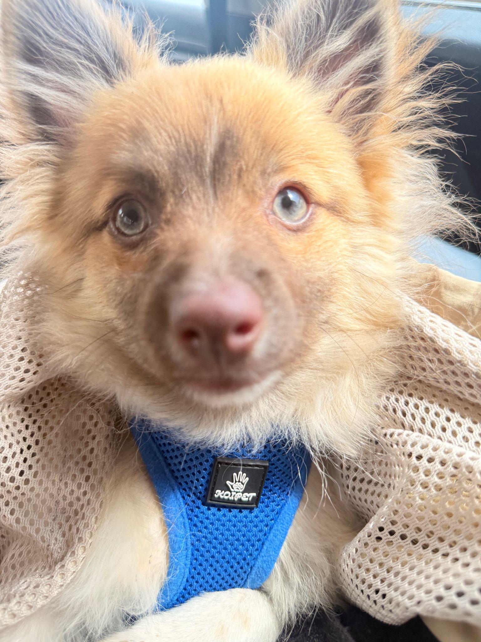Enlarge Benny, an adopted Pomeranian in New York, NY image 2/4