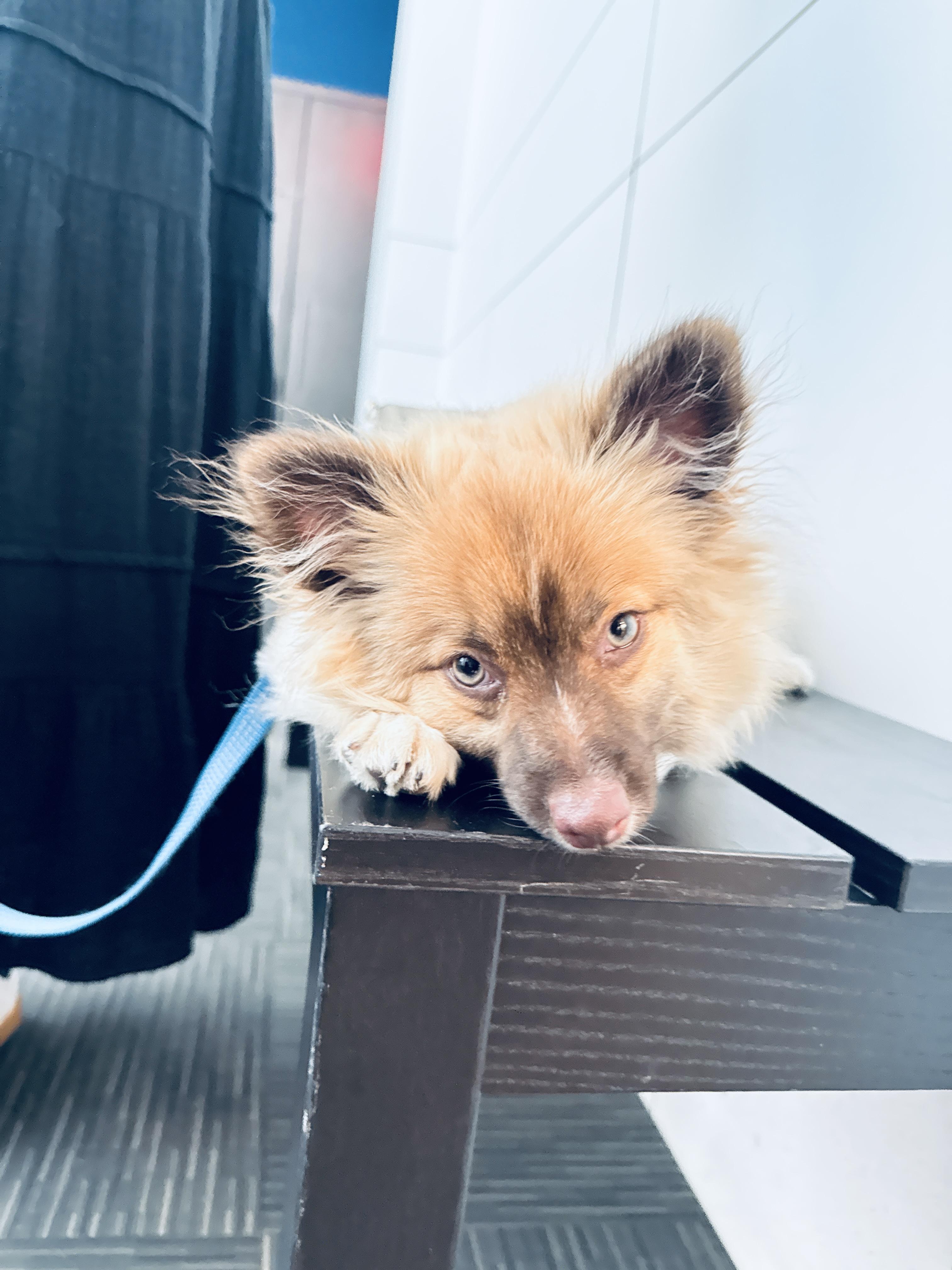 Enlarge Benny, an adopted Pomeranian in New York, NY image 3/4
