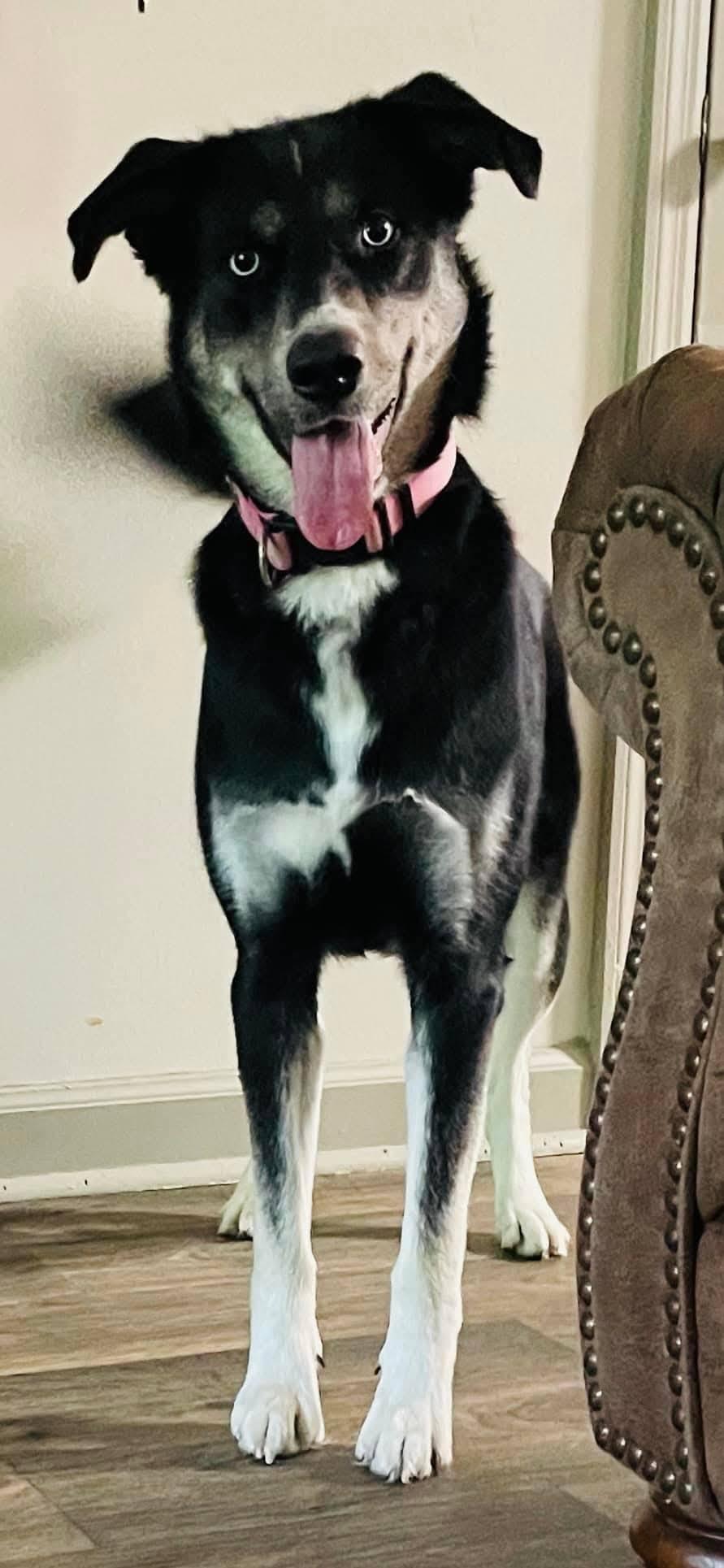 Enlarge Lucy - Full of love and energy, a Adoptable mixed breed in Hendersonville, TN image 4/5