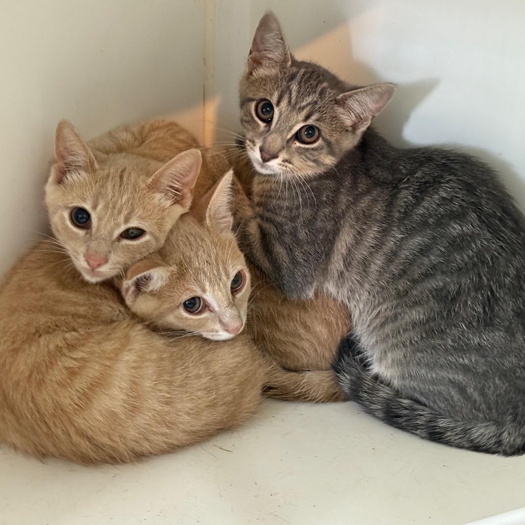 Yankee, Adoptable, Young Male Domestic Short Hair.