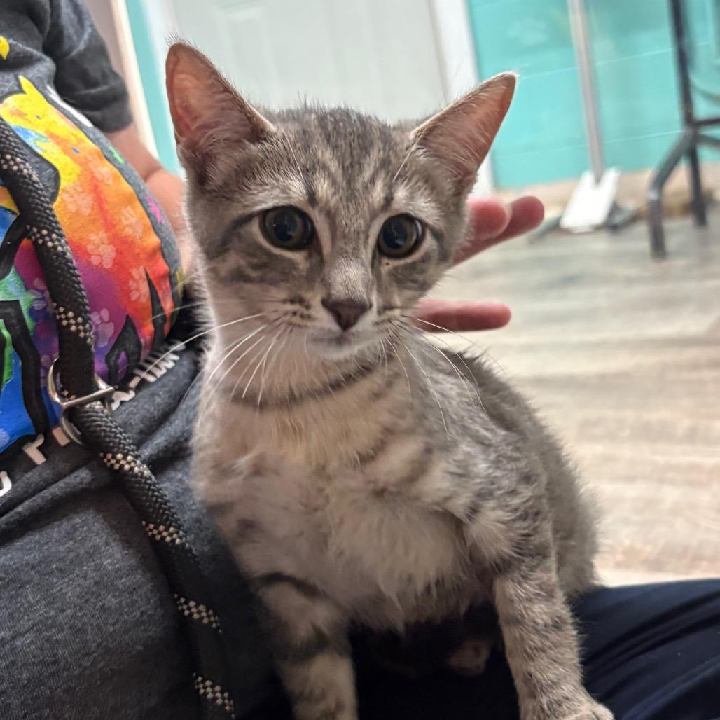 Enlarge Yankee, a Adoptable Domestic Short Hair in Chatsworth, CA image 2/3