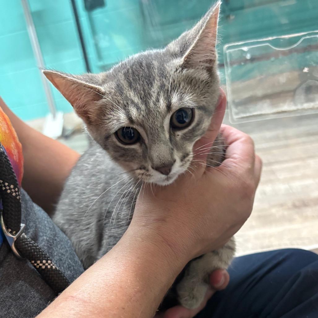 Enlarge Yankee, a Adoptable Domestic Short Hair in Chatsworth, CA image 3/3