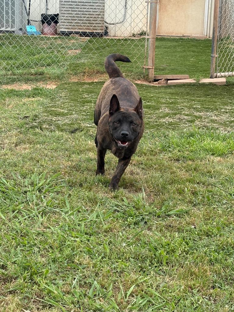 Diamond, Adoptable, Young Female Akita & Mixed Breed.