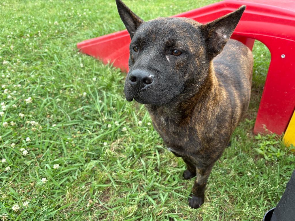 Diamond, a Adoptable mixed breed in Bossier City, LA image 2/3