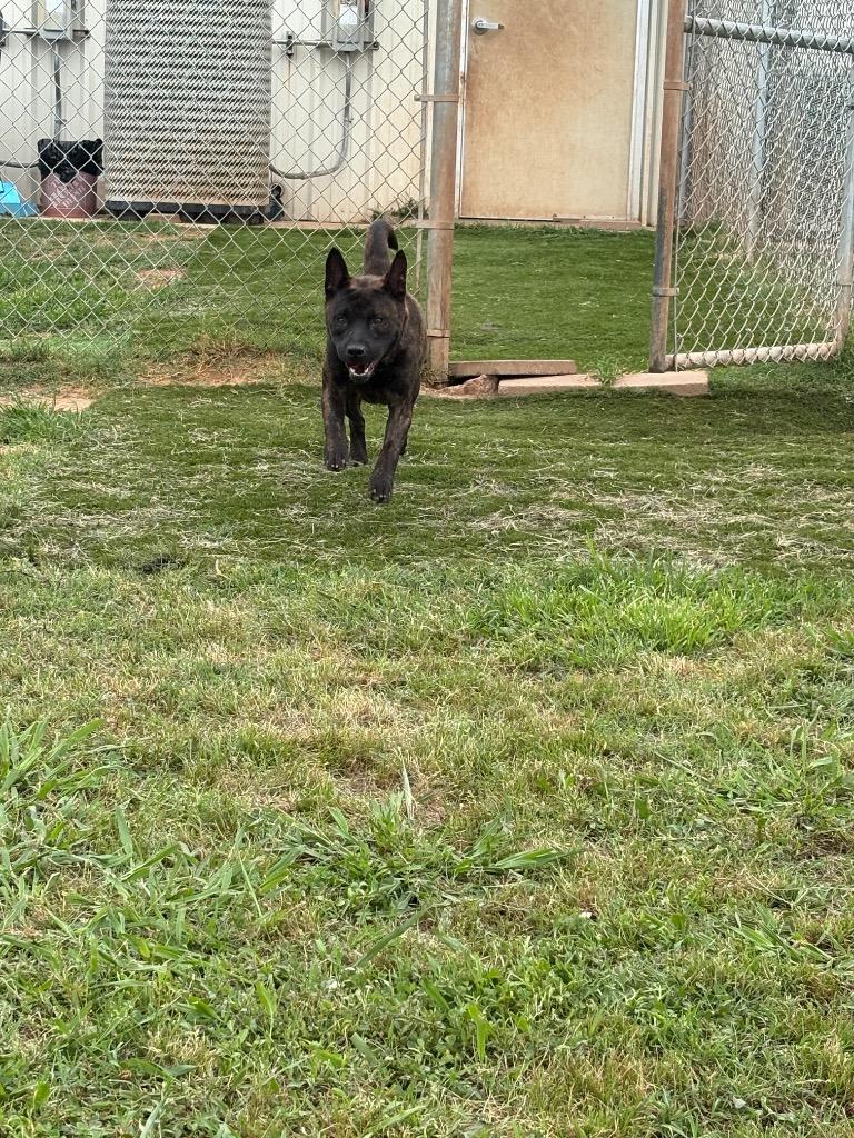 Diamond, a Adoptable mixed breed in Bossier City, LA image 3/3
