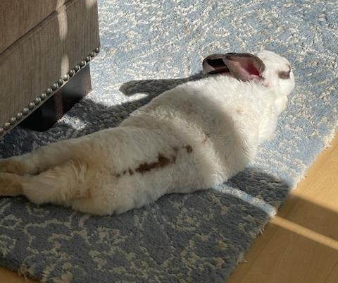 Carter, Adoptable, Adult Male Mini Rex & Bunny Rabbit.