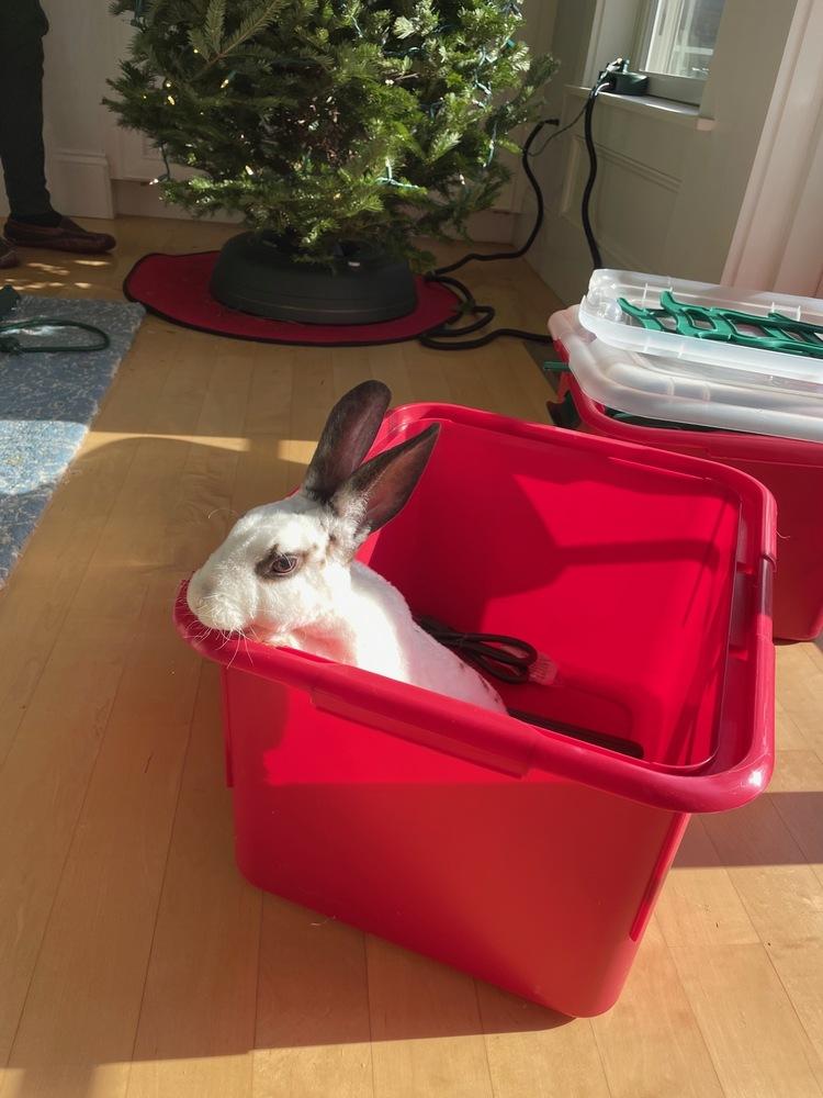 Enlarge Carter, a Adoptable mixed breed in Westford, MA image 2/6