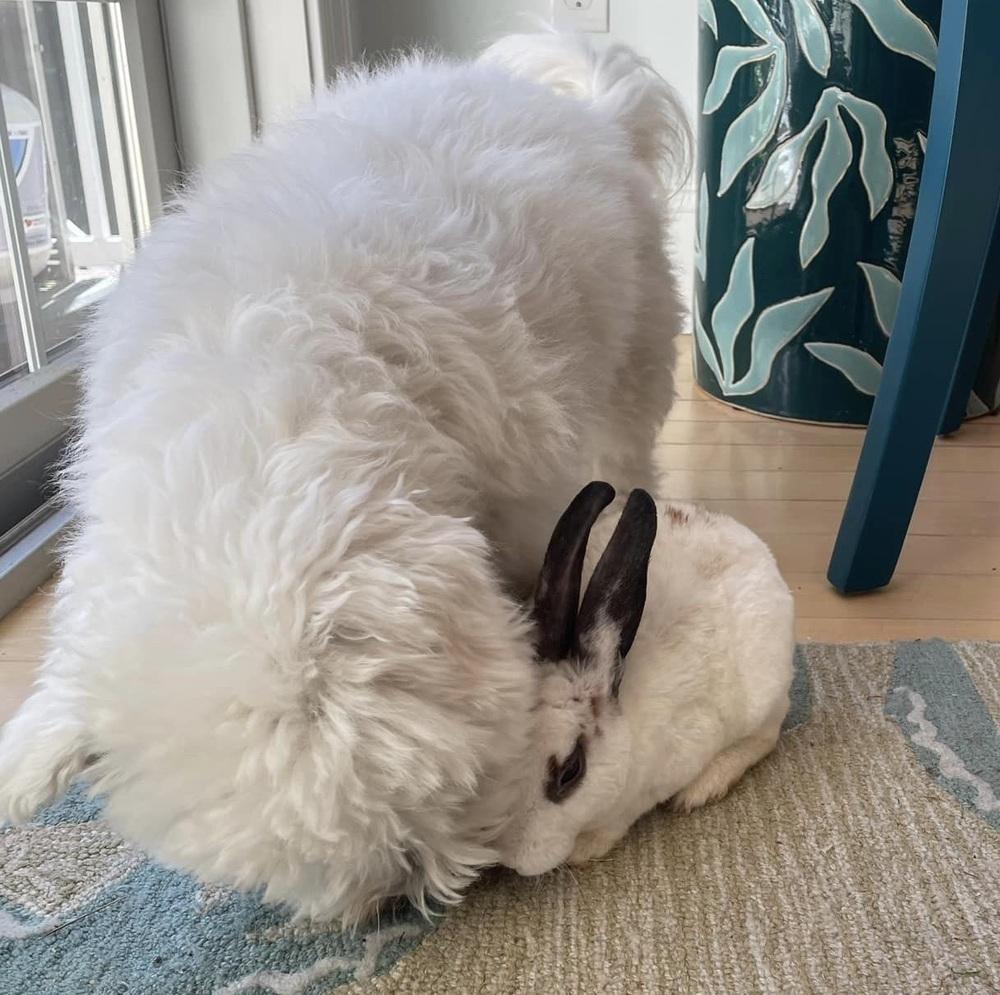 Enlarge Carter, a Adoptable mixed breed in Westford, MA image 4/6