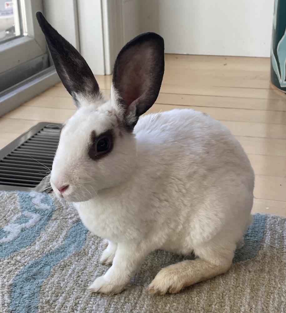 Enlarge Carter, a Adoptable mixed breed in Westford, MA image 5/6