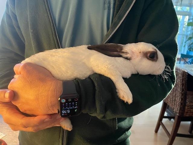 Enlarge Carter, a Adoptable mixed breed in Westford, MA image 6/6