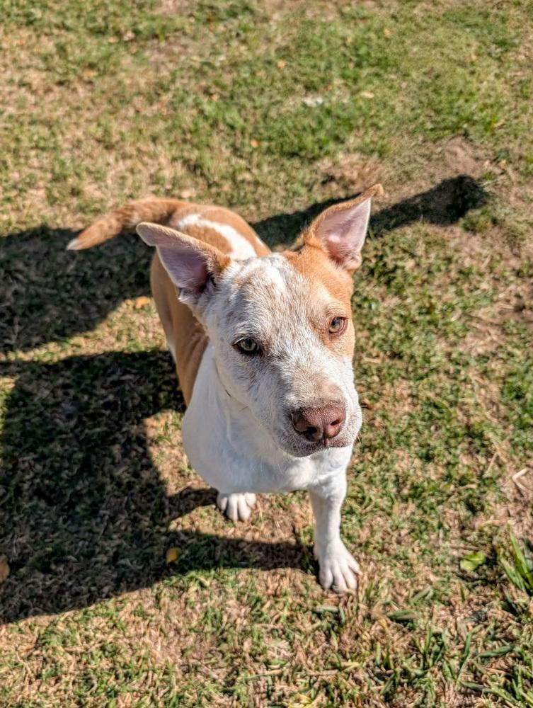 Radio, Adoptable, Puppy Male Cattle Dog.