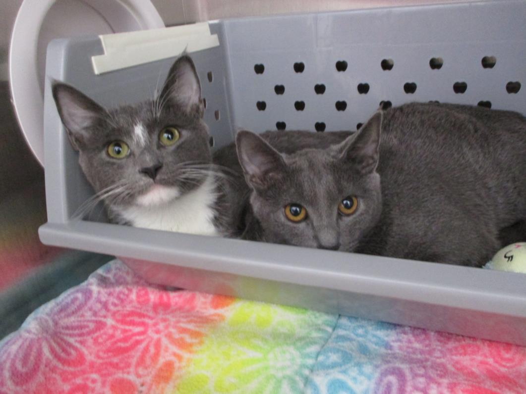 BLUE, Adoptable, Adult Male Domestic Short Hair.