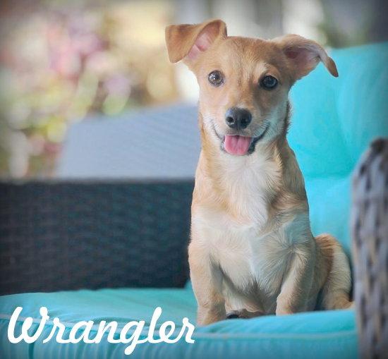 Wrangler, Adopted, Puppy Male Dachshund.