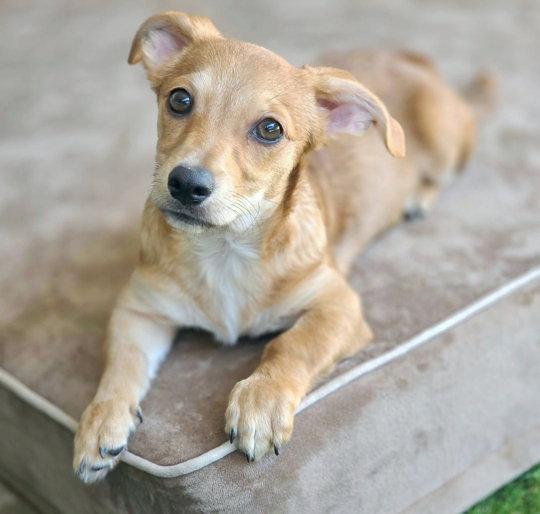 Enlarge Wrangler, a Adopted Dachshund in Anaheim Hills, CA image 2/3