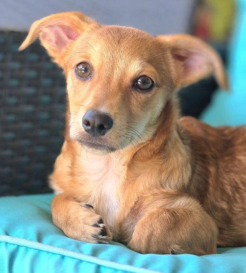 Enlarge Wrangler, a Adopted Dachshund in Anaheim Hills, CA image 3/3