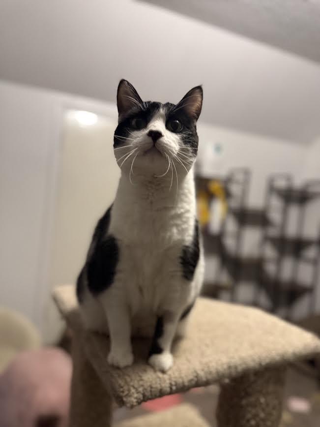 Enlarge Ophelia, a ADOPTABLE American Shorthair in Fertile, MN image 1/5