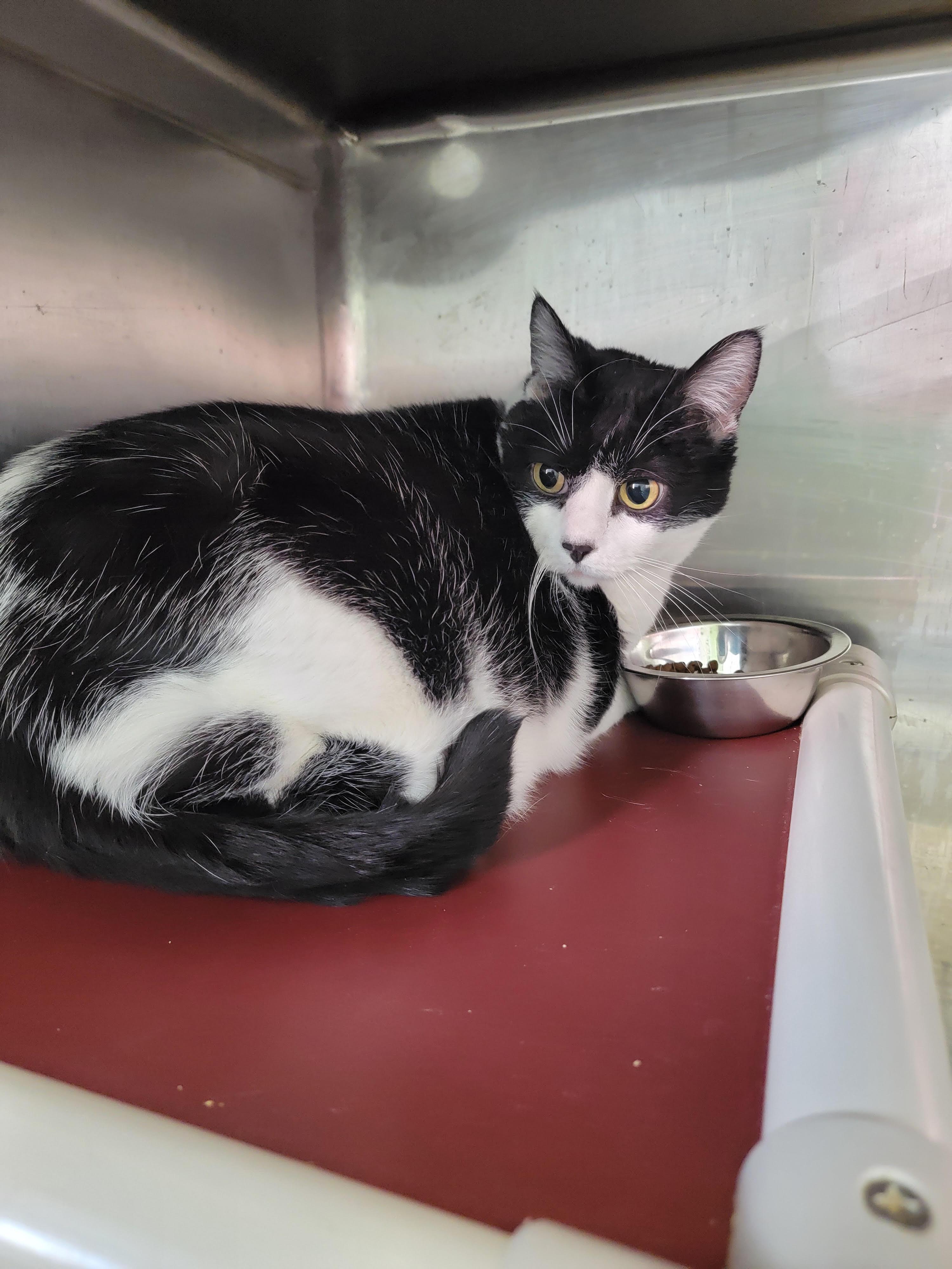 Enlarge Ophelia, a ADOPTABLE American Shorthair in Fertile, MN image 1/1