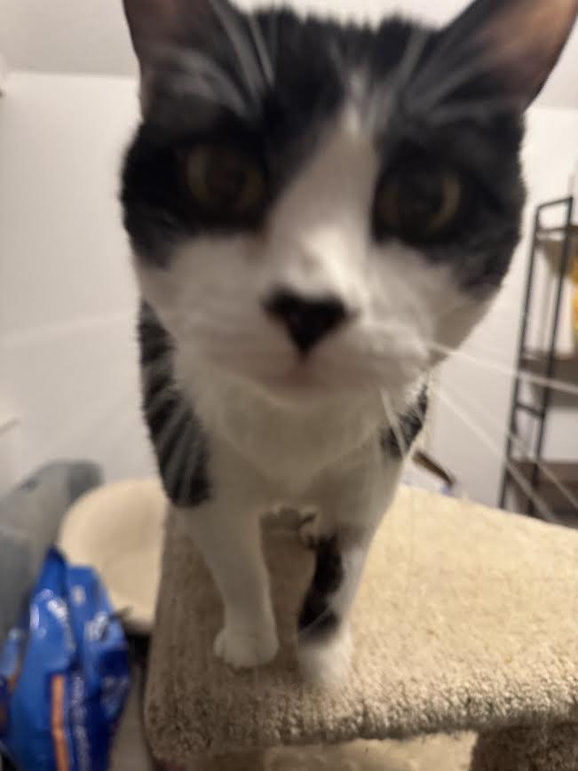 Enlarge Ophelia, a ADOPTABLE American Shorthair in Fertile, MN image 5/5