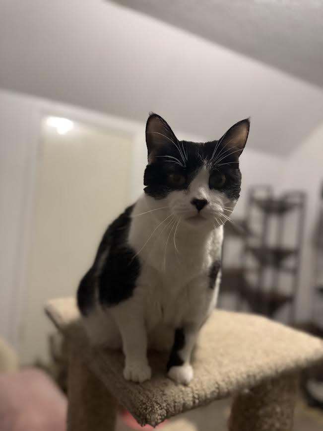 Enlarge Ophelia, a ADOPTABLE American Shorthair in Fertile, MN image 4/5