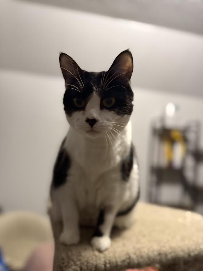 Enlarge Ophelia, a ADOPTABLE American Shorthair in Fertile, MN image 3/5