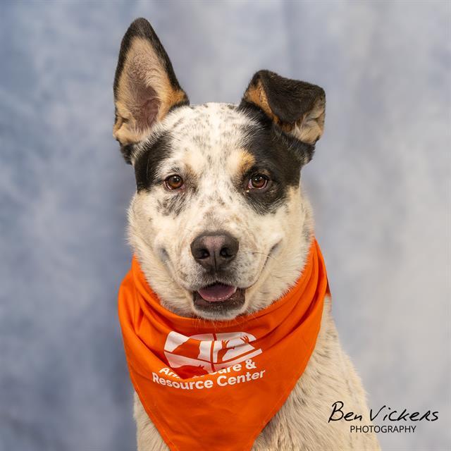 SPECKLE, Adoptable, Young Male Australian Cattle Dog / Blue Heeler & Mixed Breed.