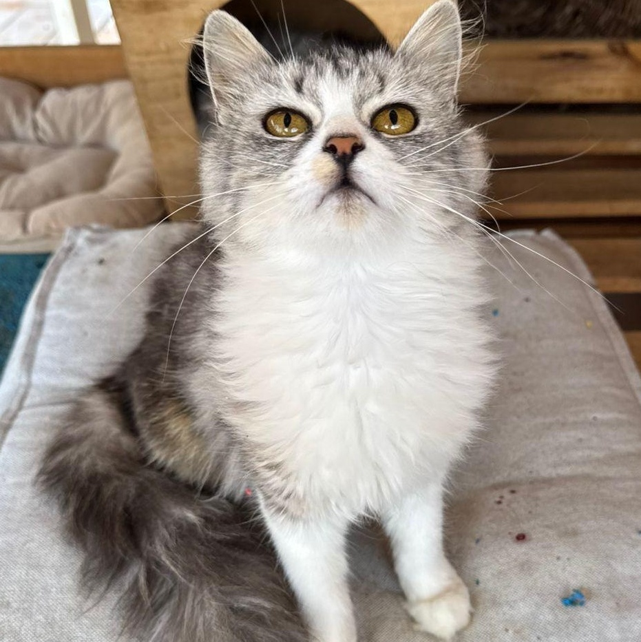 Lavine, an adoptable Siberian in Brampton, ON, L6P 2E9 | Photo Image 2
