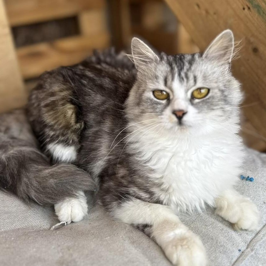 Lavine, an adoptable Siberian in Brampton, ON, L6P 2E9 | Photo Image 1