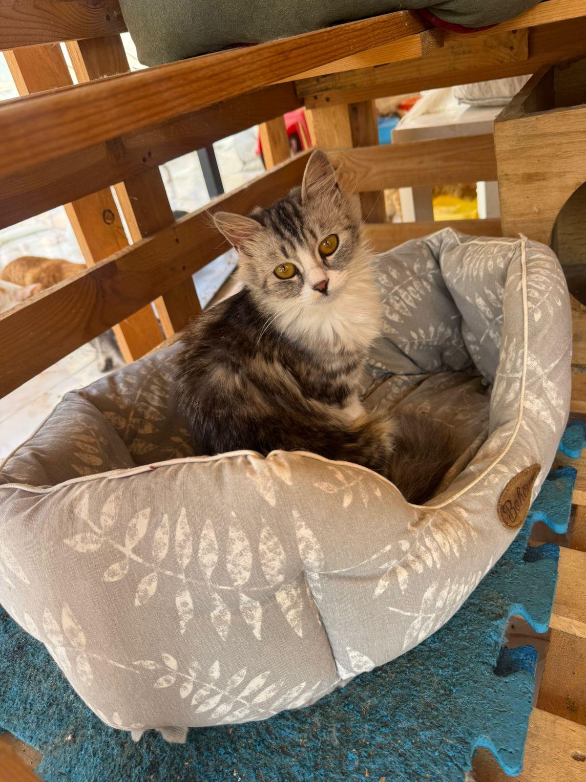 Lavine, an adoptable Siberian in Brampton, ON, L6P 2E9 | Photo Image 3