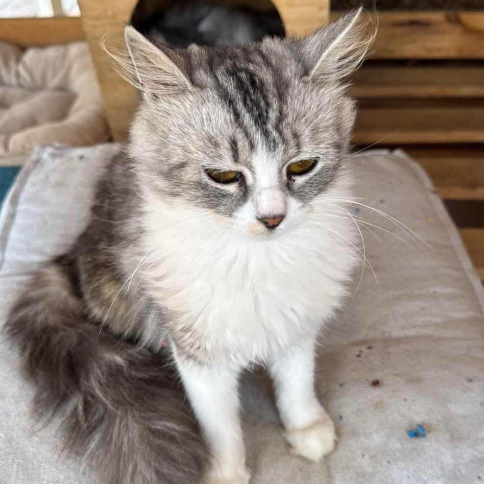 Lavine, an adoptable Siberian in Brampton, ON, L6P 2E9 | Photo Image 4