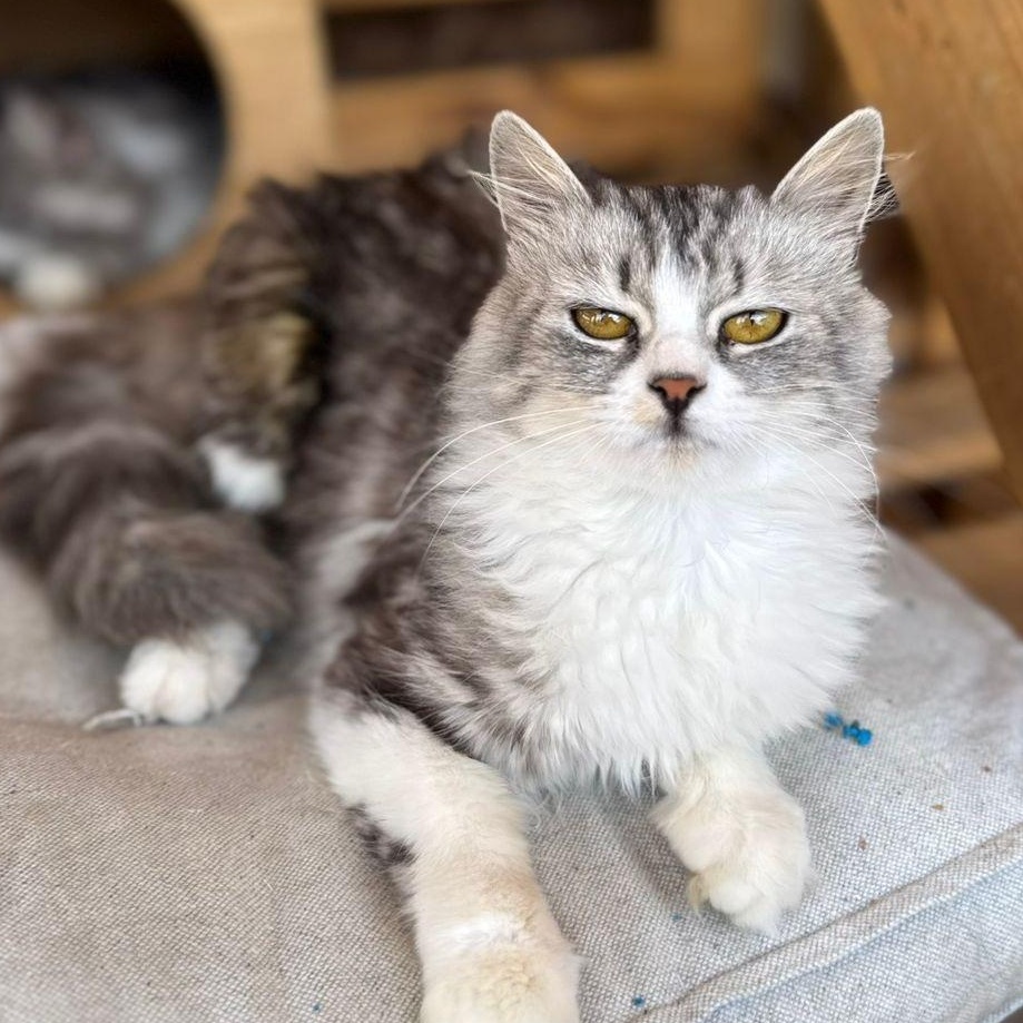 Lavine, an adoptable Siberian in Brampton, ON, L6P 2E9 | Photo Image 5